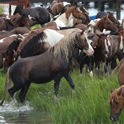 Chincoteague Pony