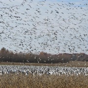 Schell-Osage Conservation Area, Missouri