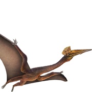 Quetzalcoatlus