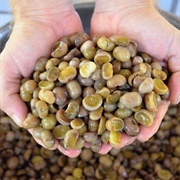 Maya Nut (Brosimum Alicastrum)