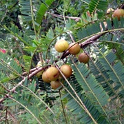 Indian Gooseberry (Phyllanthus Emblica)