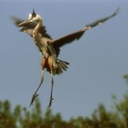 Island Bay National Wildlife Refuge