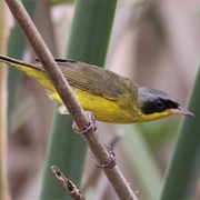 Masked Yellowthroat (Geothlypis Aequinoctialis)