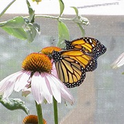 Butterfly Pavilion in Elkton, Oregon