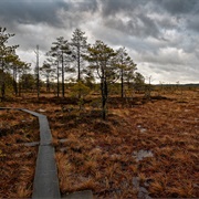 Torronsuo NP, Finland