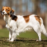 Kooikerhondje