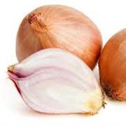 Jersey Shallot