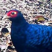 Hoogerwerf's Pheasant