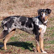 American Leopard Hound
