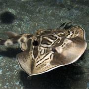Eastern Fiddler Ray