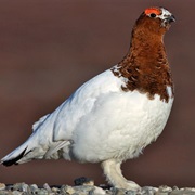 Willow Ptarmigan