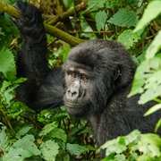 Mountain Gorillas, Uganda