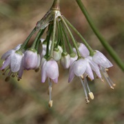 Nodding Onion (Allium Cernuum)