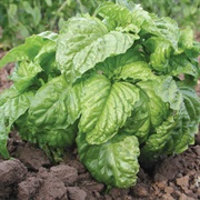 Mammoth Basil