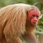 Bald Uakari