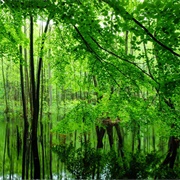 Schorfheide Chorin Biosphere Reserve, Germany