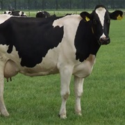 Holstein Friesian Cattle