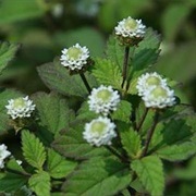 Aztec Sweet Herb (Phyla Dulcis)