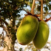 Boab (Adansonia Gregorii)