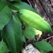 Russell River Lime (Citrus Inodora)