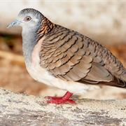 Goneaway National Park (QLD)