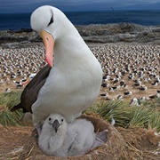 West Falkland Islands, United Kingdom