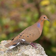 Zenaida Dove (Anguilla)