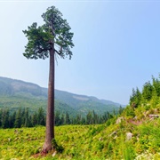 Big Lonely Doug, Port Renfrew, British Columbia