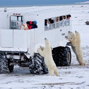 Go on a Polar Bear Safari in Churchill, MB