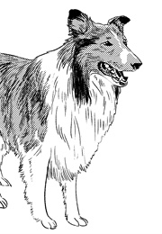 לאסי חוזרת הביתה (אריק נייט)