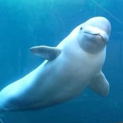 Beluga