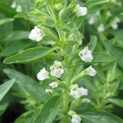 Dragon's Head (Lallemantia Iberica)