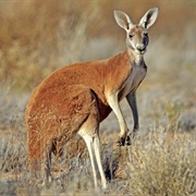 Kangaroo