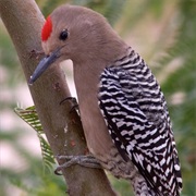 Gila Woodpecker