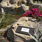 Leonard Nimoy (Culver City, CA)