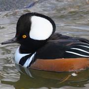 Hooded Merganser