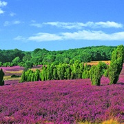 Lüneburg Heath, Germany