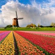 Windmills at Kinderdijk, the Netherlands