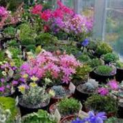 Alpine Plants