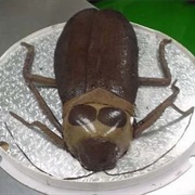 Cockroach Cake