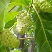 Noni