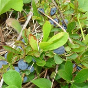 Dwarf Bilberry (Vaccinium Cespitosum)