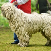Komondor