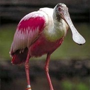 Spoonbill