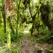 MAHOE FOREST TRACK