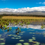 Marimbus Wetlands