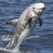 Risso's Dolphin