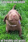 Smell Freshly Cut Grass