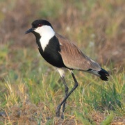 Nestos Delta & Coastal Lagoons, Greece