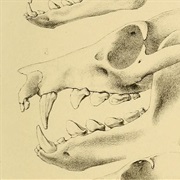 Aru Flying Fox (Possibly Extinct)